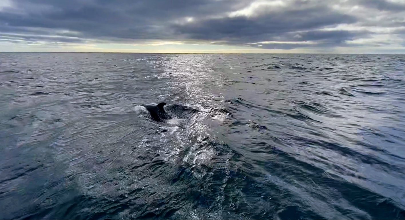 Lagos, Portugal – Day 73 (Intermarche, Hiper China, Bi 40th Birthday Partial Celebration, Dolphin Tour, and Lunch with Amanda and Claudio)