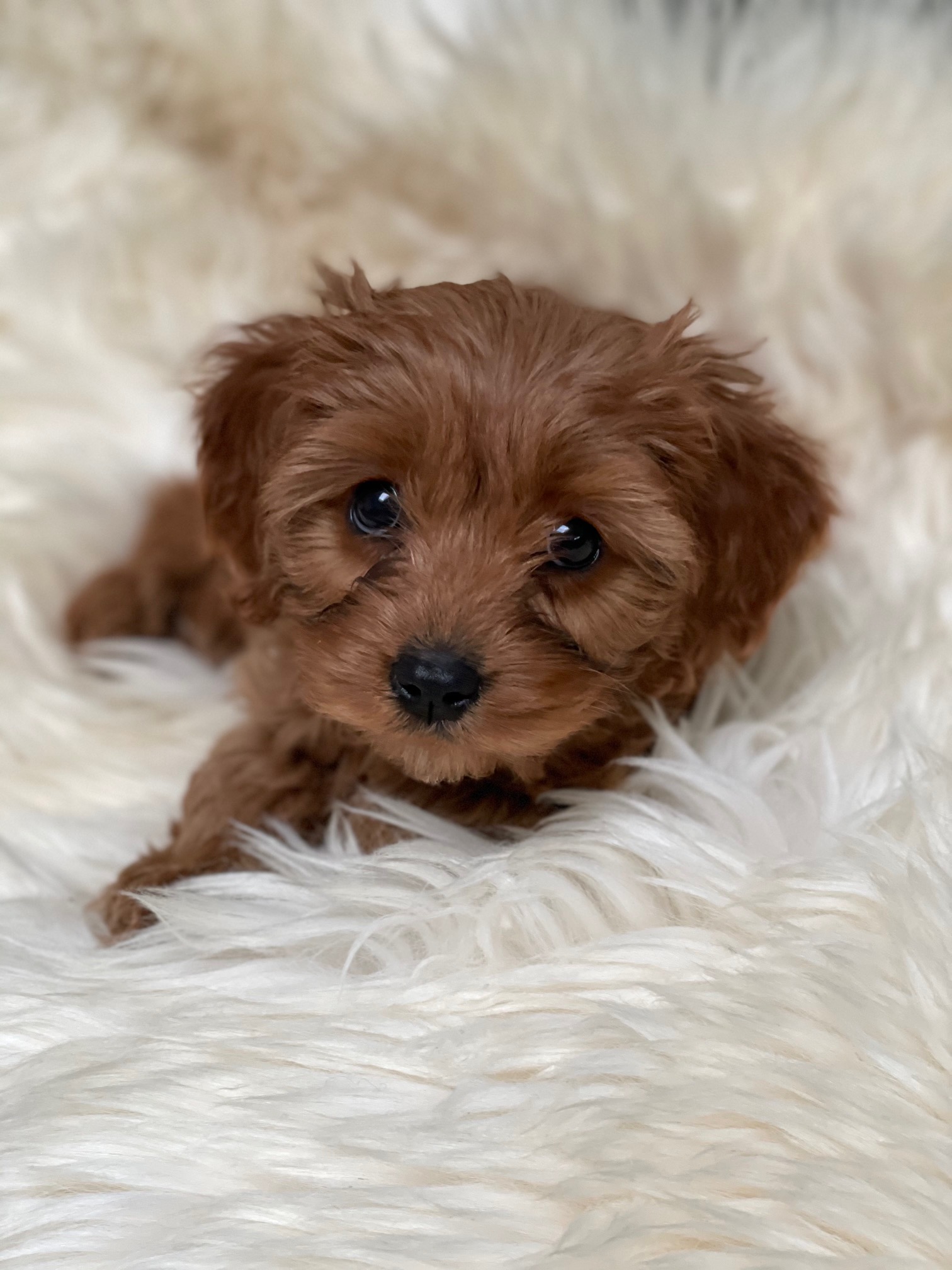 Cambridge, UK – Day 84 (Aldi and Puppy Training/Playing)