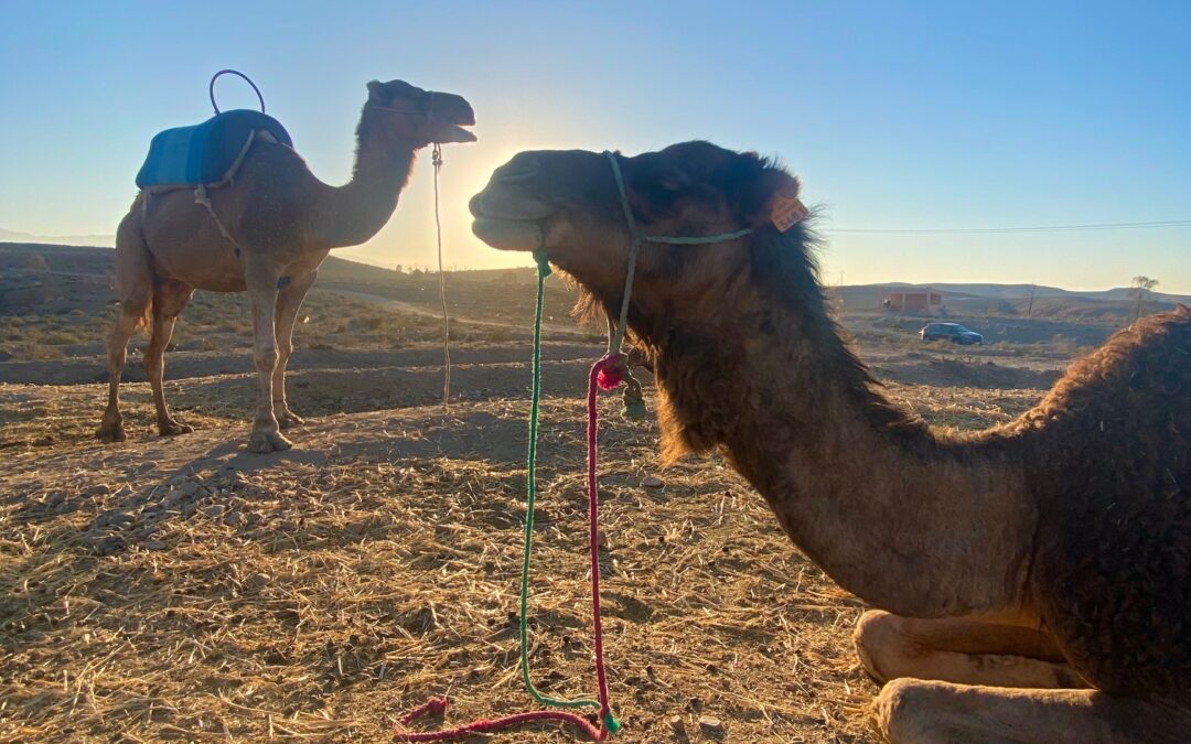 Marrakech:  The Red City