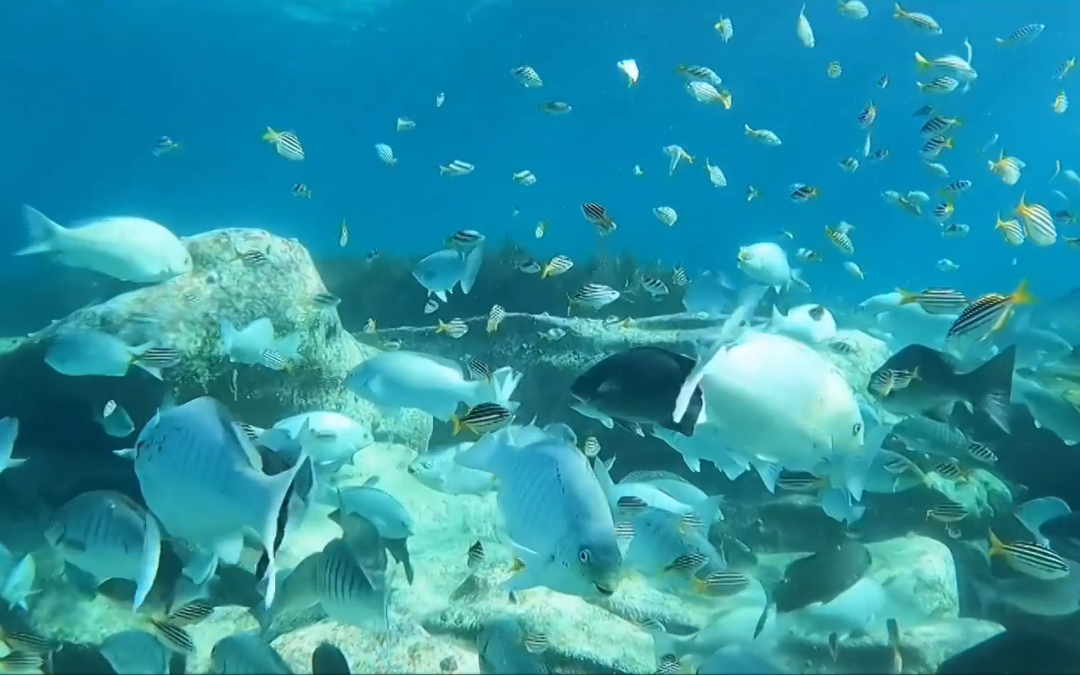 Cabbage Tree Bay Snorkeling #2 – Comb Jellies, Sergeant Baker, and More