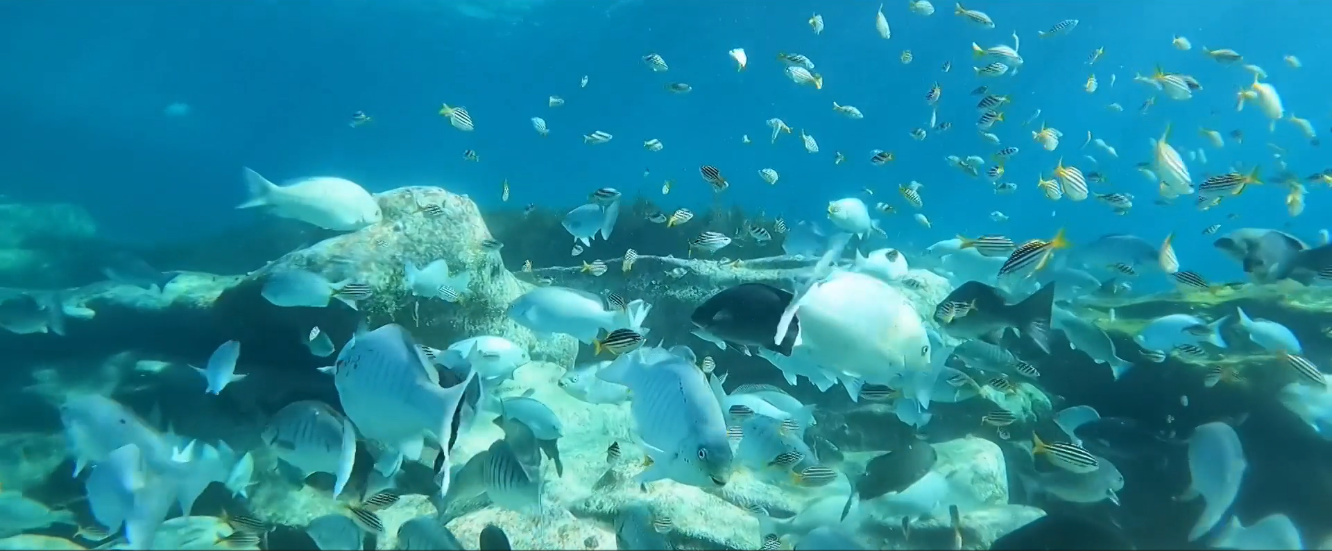 Cabbage Tree Bay Snorkeling #2 – Comb Jellies, Sergeant Baker, and More