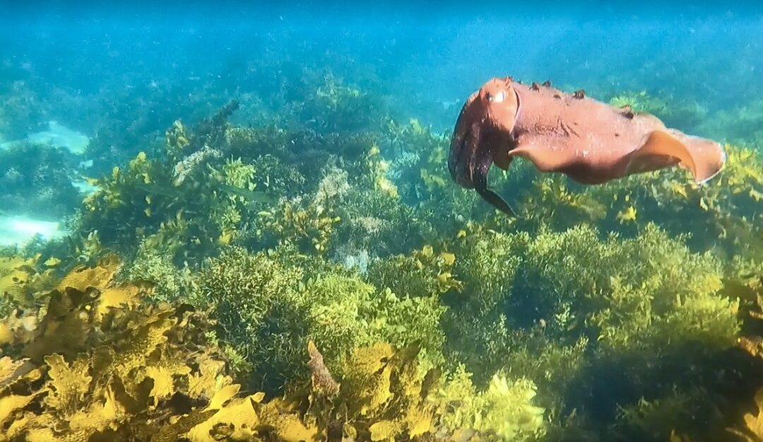 Underwater Aliens:  The Giant Cuttlefish