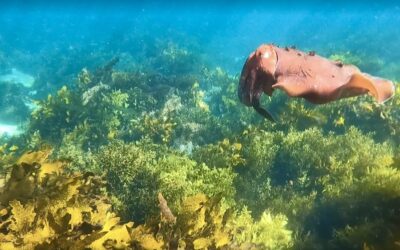Underwater Aliens:  The Giant Cuttlefish