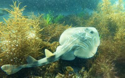 Cabbage Tree Bay Snorkeling #3 (Green Moray, Estuary Catfish, Fiddler Ray, etc.)