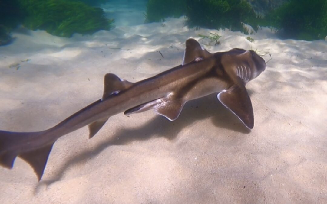 Cabbage Tree Bay Snorkeling #4 – Port Jackson Sharks!