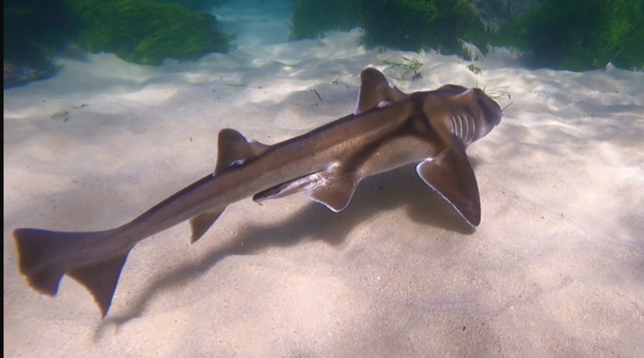 Cabbage Tree Bay Snorkeling #4 – Port Jackson Sharks!