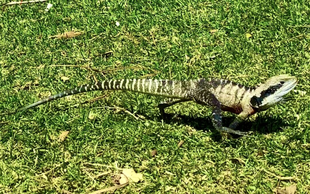 Eastern Water Dragons!