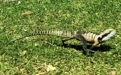 Eastern Water Dragons!
