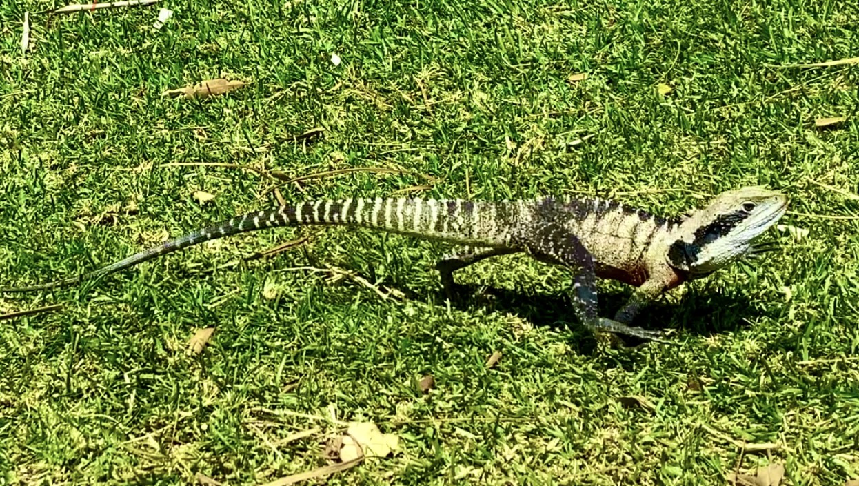 Eastern Water Dragons!