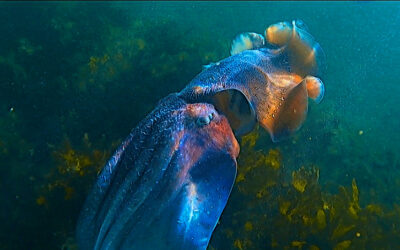 Cabbage Tree Bay #6 – Australian Giant Cuttlefish – Incredible Mating Ritual