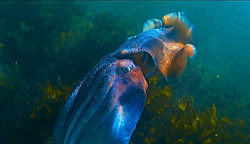 Cabbage Tree Bay #6 – Australian Giant Cuttlefish – Incredible Mating Ritual