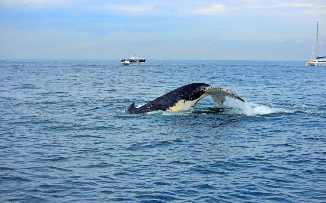 Whale Watching – Sydney