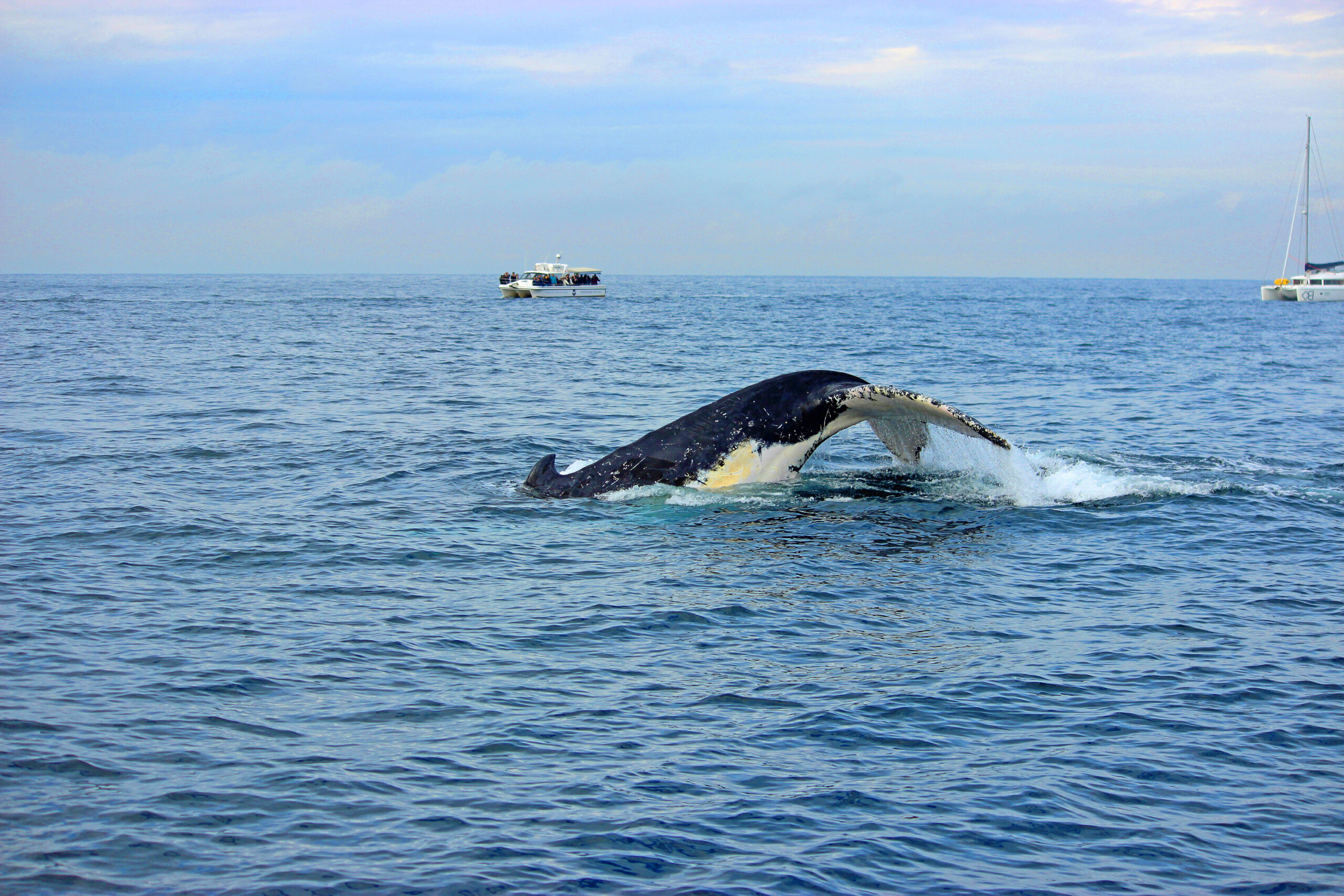 Whale Watching – Sydney