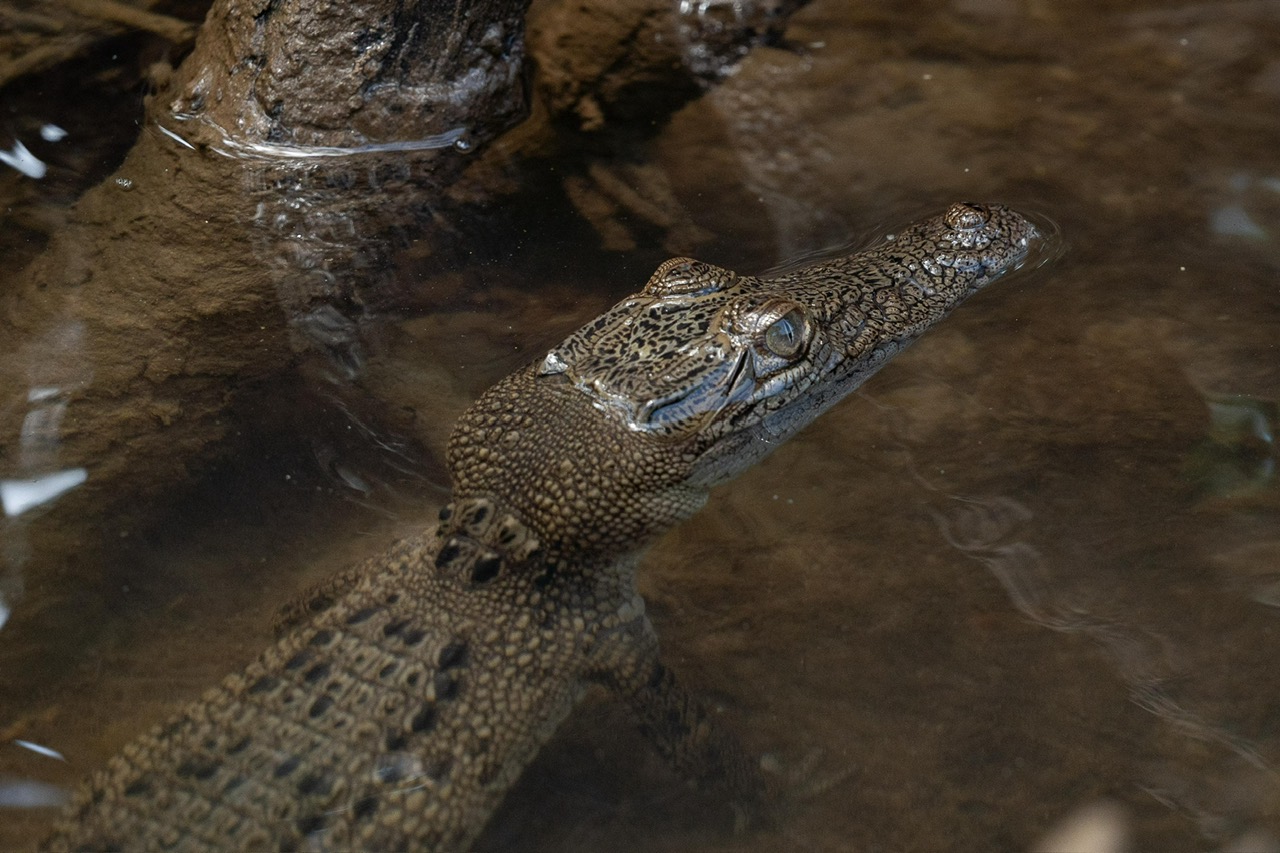 Family Down Under: The Daintree