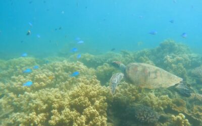 Family Down Under:  Cairns & Fitzroy Island
