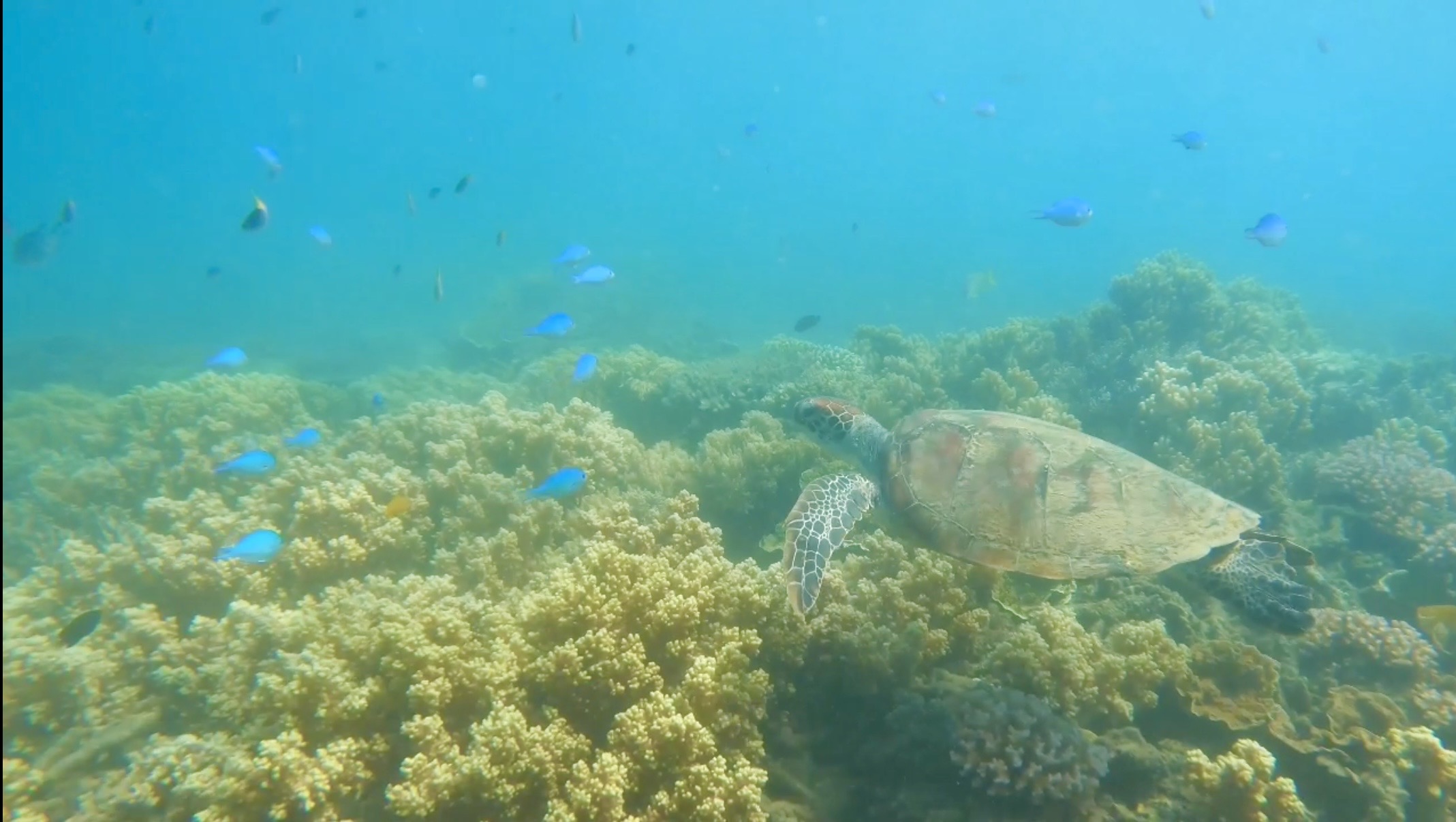 Family Down Under: Cairns & Fitzroy Island
