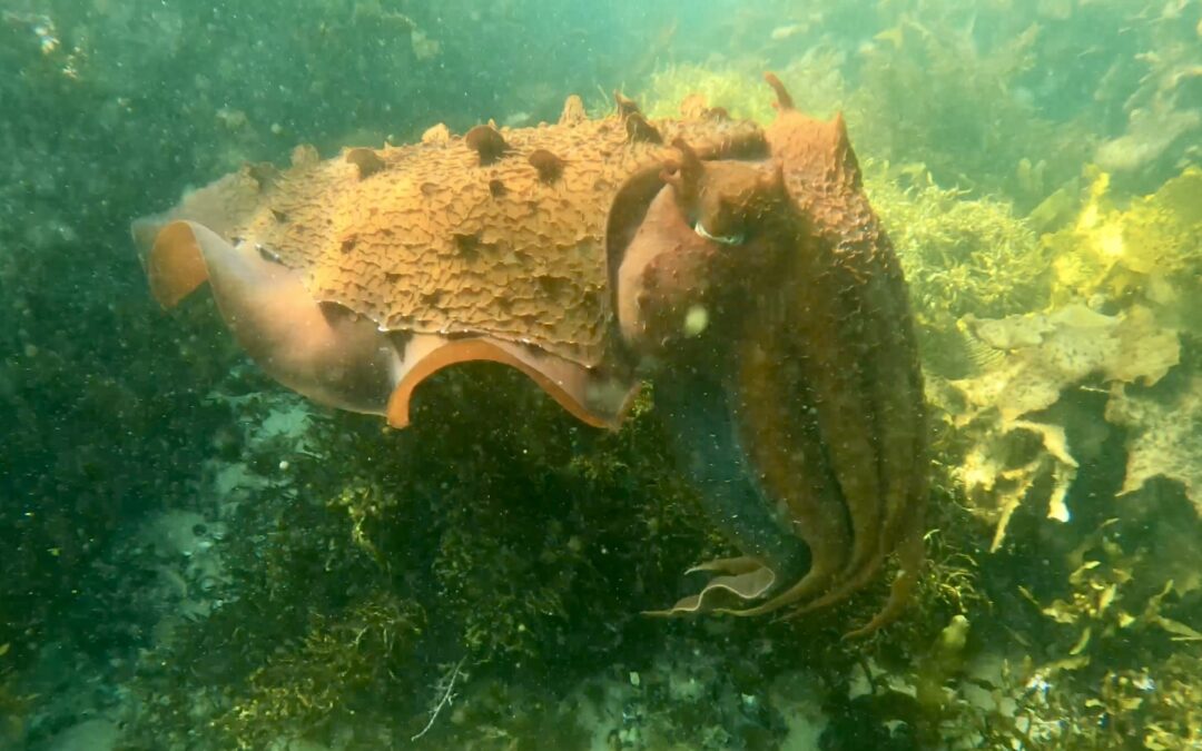 Cabbage Tree Bay Snorkeling, Manly, NSW, Australia