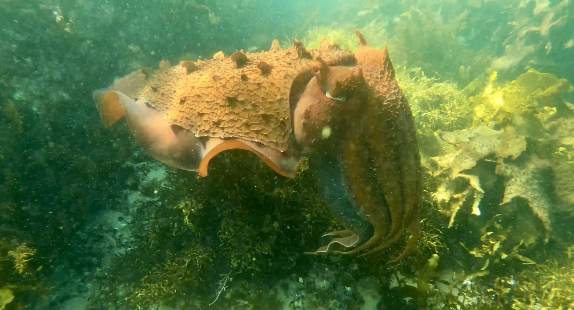 Cabbage Tree Bay Snorkeling, Manly, NSW, Australia