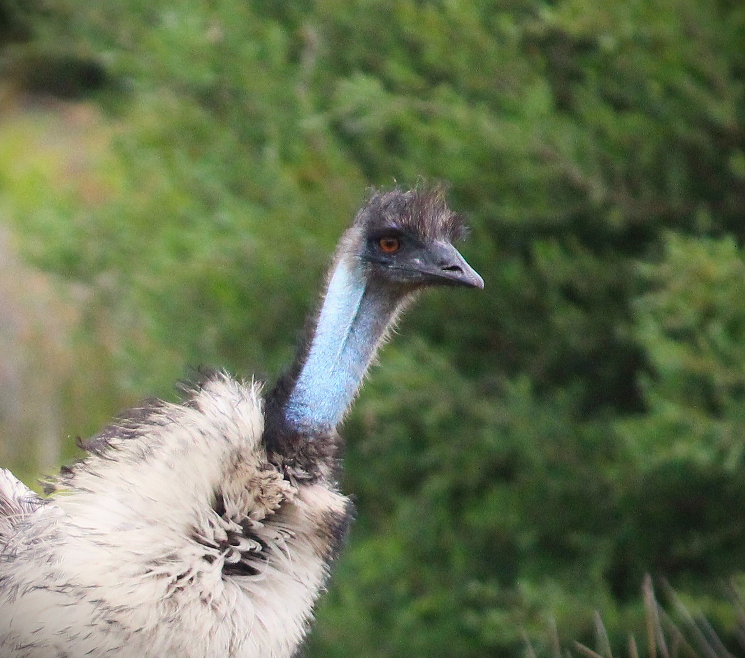 Family Down Under:  Phillips Island & Wilson’s Promontory